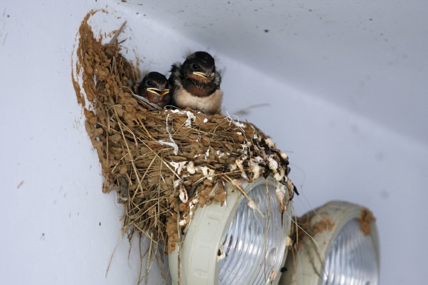 Why You Shouldn’t Handle Bird Removal on Your Own in Brooklyn